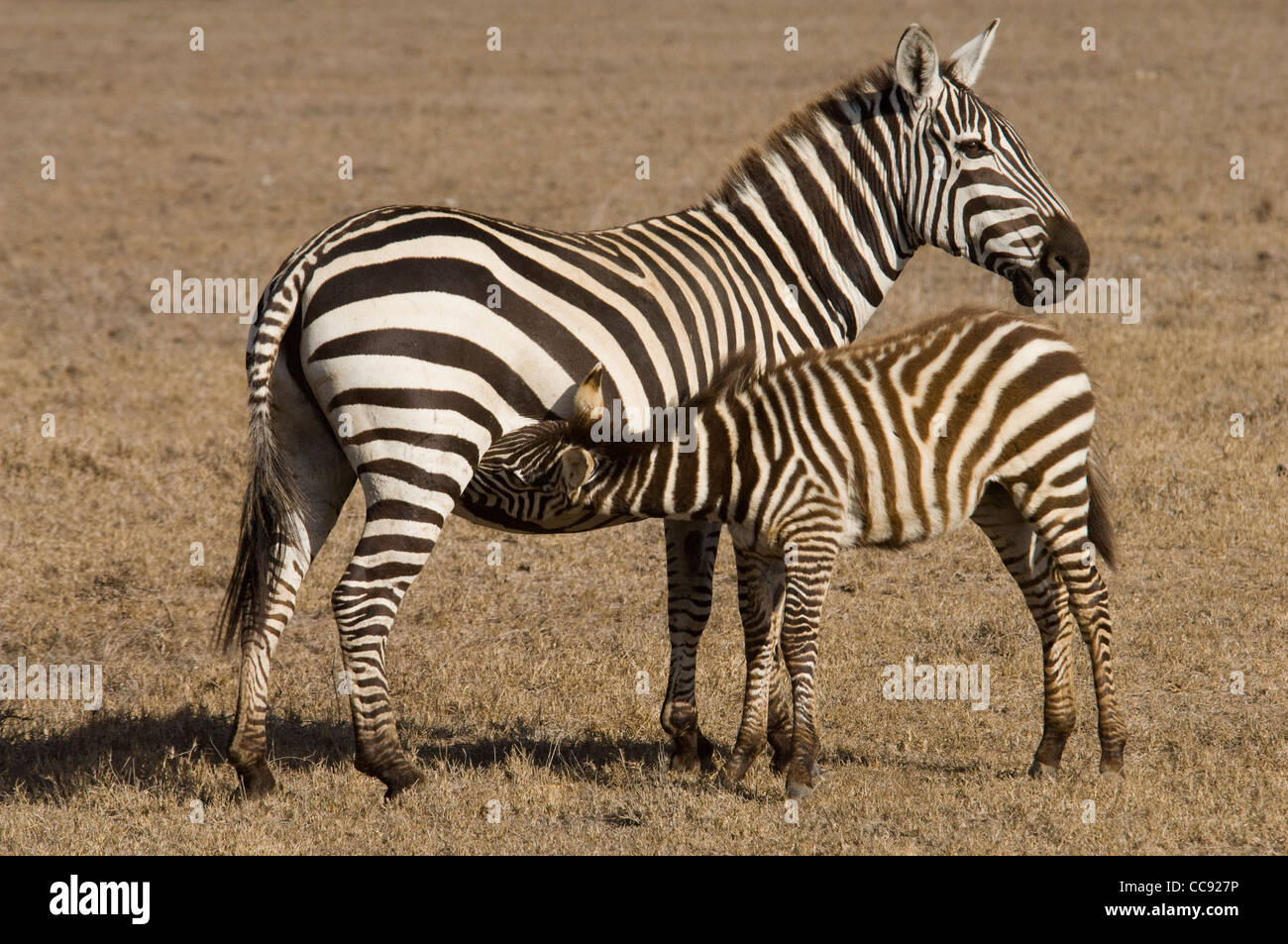 Afrika Kenia Ol Pejeta Conservancy-Burchell Zebra mit Fohlen Pflege Stockfoto