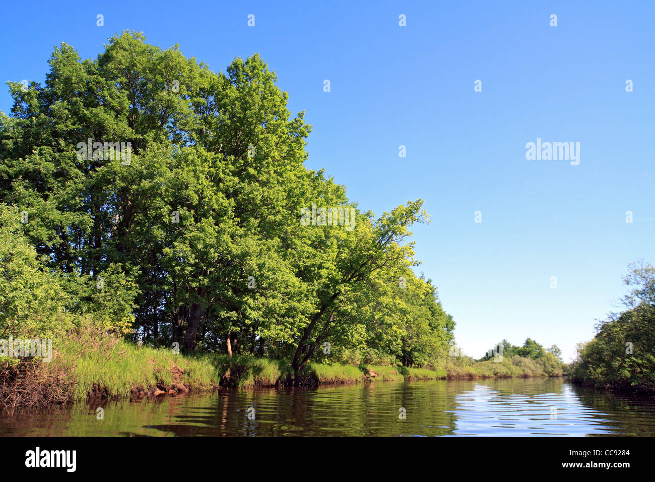 Eichenholz auf Fluss Stockfoto