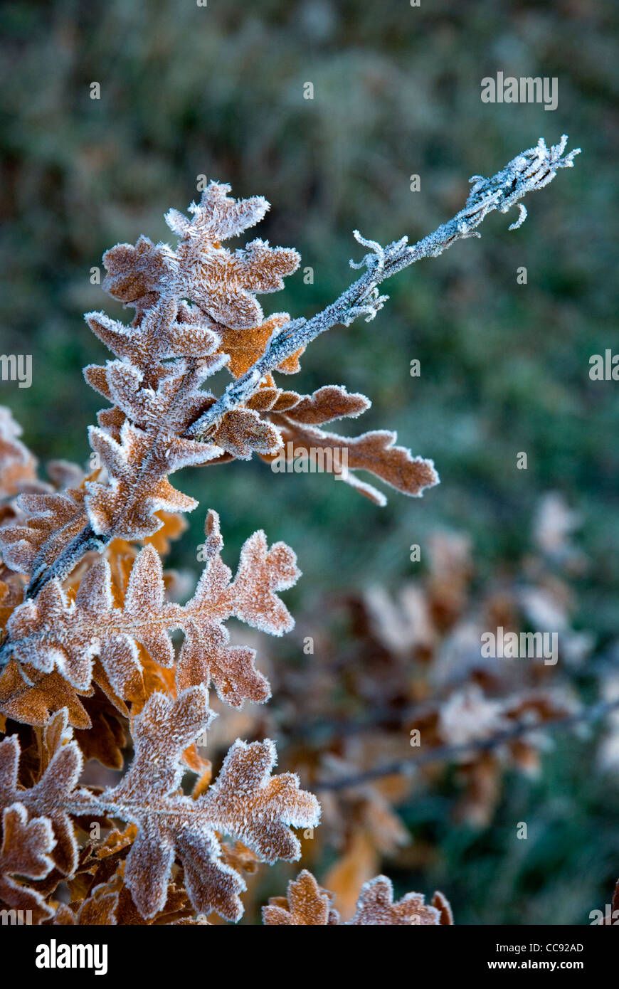 Ein Frostiger Morgen in Lloyd Park Croydon, Surrey, UK. Portraitbild. Stockfoto