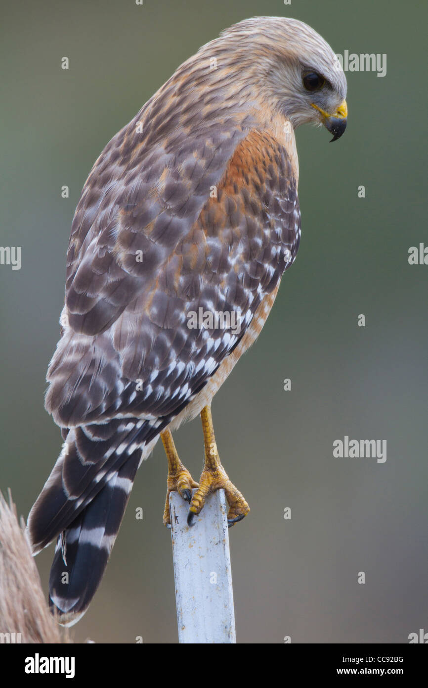 Florida rot-geschultert Falke (Buteo Lineatus Floridanus) thront auf einem Zaunpfahl Stockfoto