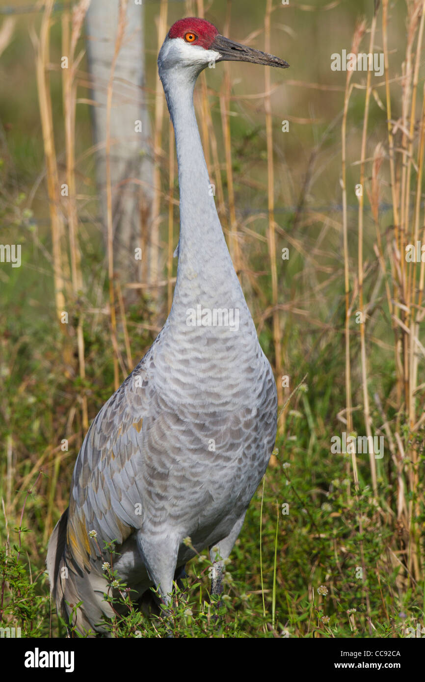 Sandhill Kran (Grus Canadensis) Stockfoto
