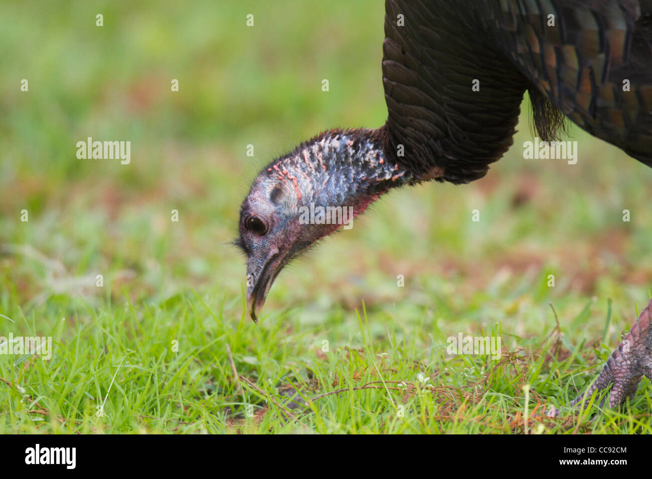 Wilder Truthahn (Meleagris Gallopavo) Stockfoto