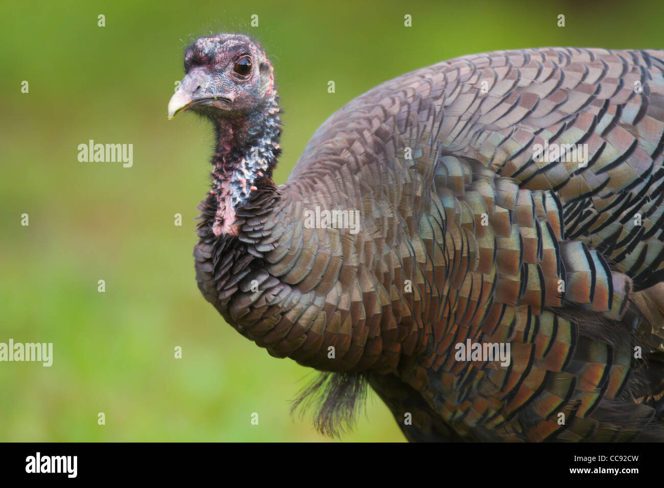 Wilder Truthahn (Meleagris Gallopavo) Stockfoto