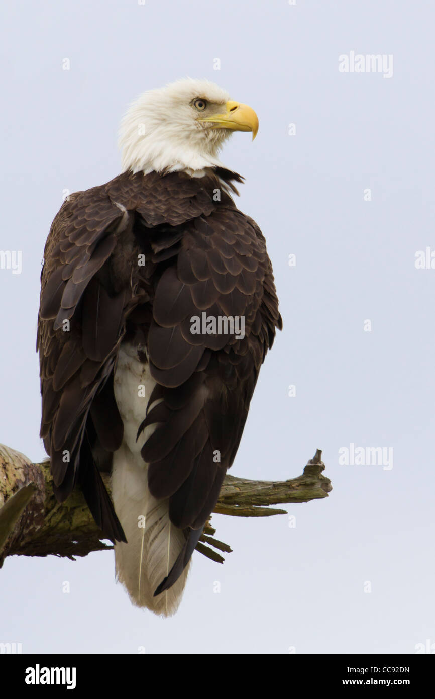 Erwachsenen Weißkopf-Seeadler (Haliaeetus Leucocephalus) Stockfoto