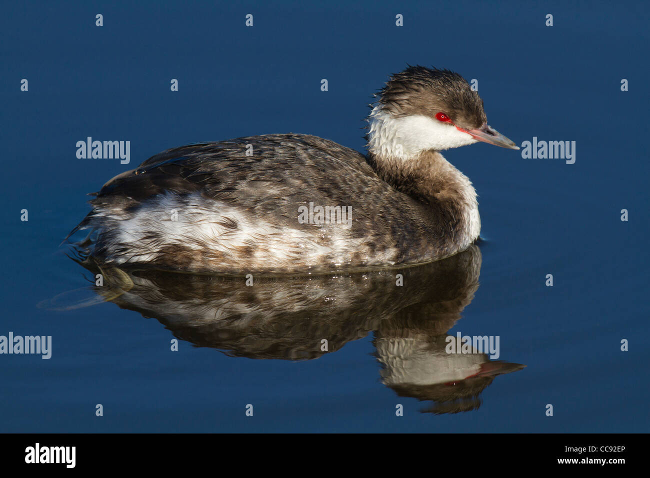 Winter plumaged Ohrentaucher (Podiceps Auritus) Stockfoto
