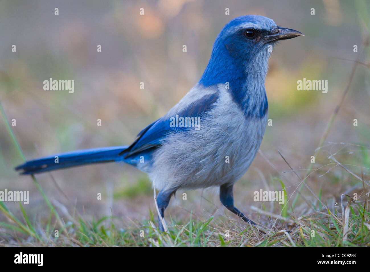 Florida Scrub-Jay (Aphelocoma Coerulescens) Stockfoto