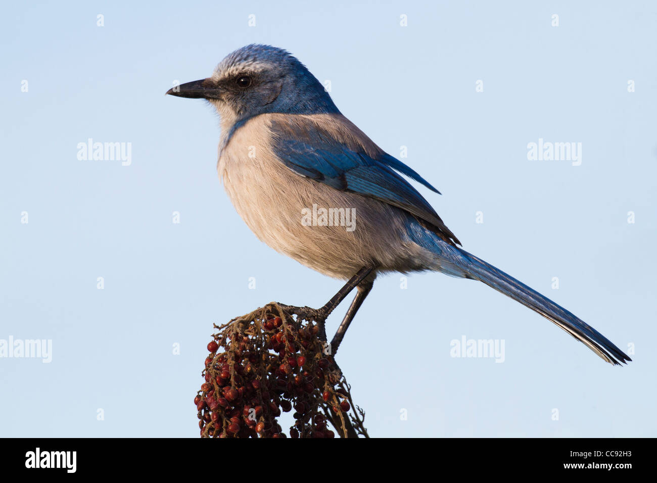 Florida Scrub-Jay (Aphelocoma Coerulescens) thront auf einem Sumach-Busch Stockfoto