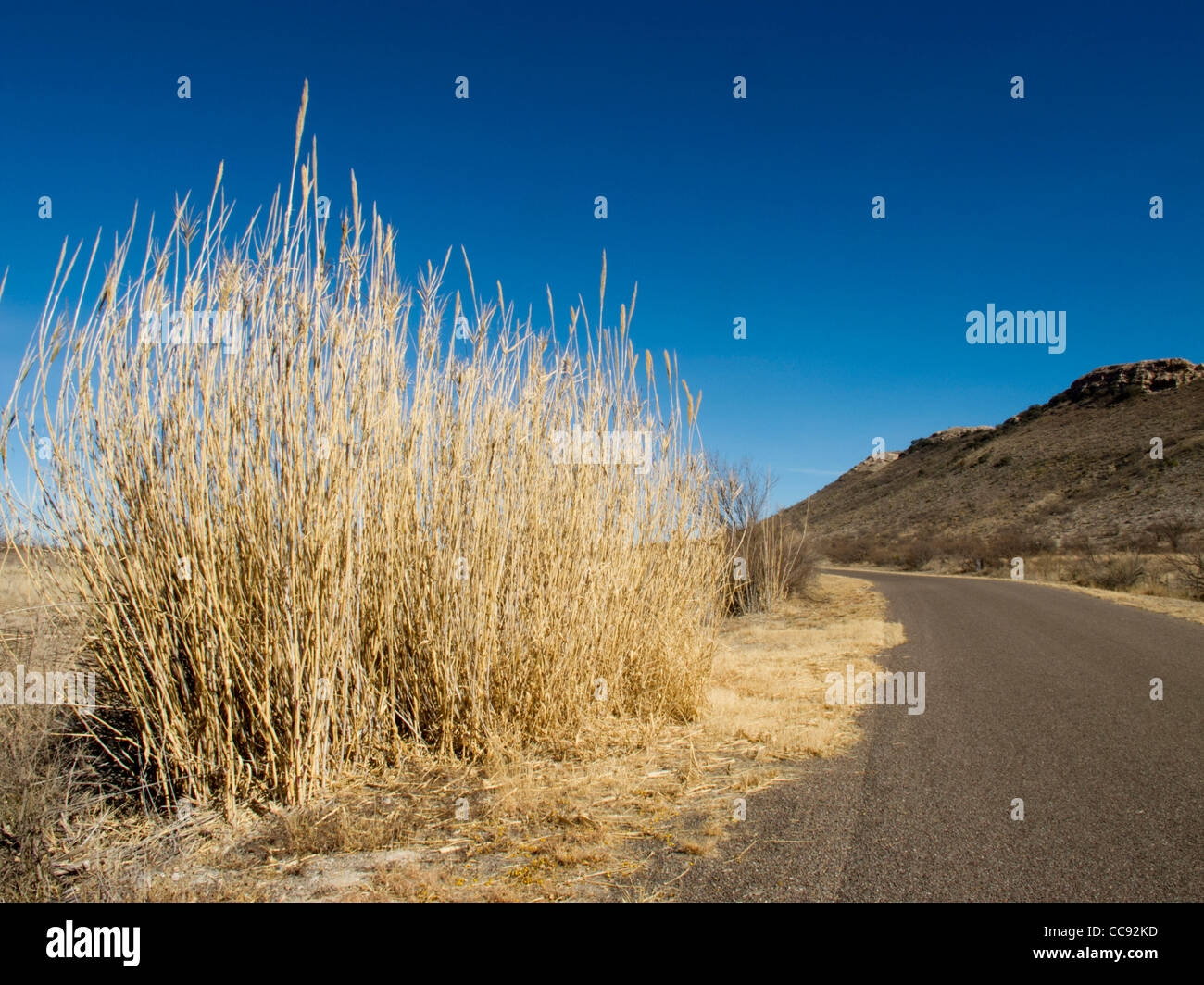 Landstraße in der Nähe von Marathon in West-Texas, gelegen in der nördlichen Spitze von der Chihuahua-Wüste. Stockfoto