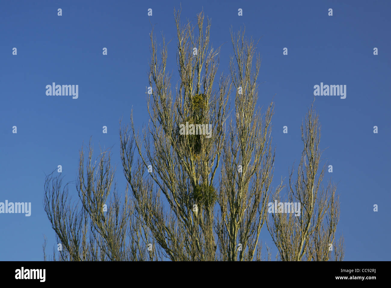 Mistel in Bäumen in Bilovec Worcestershire Stockfoto