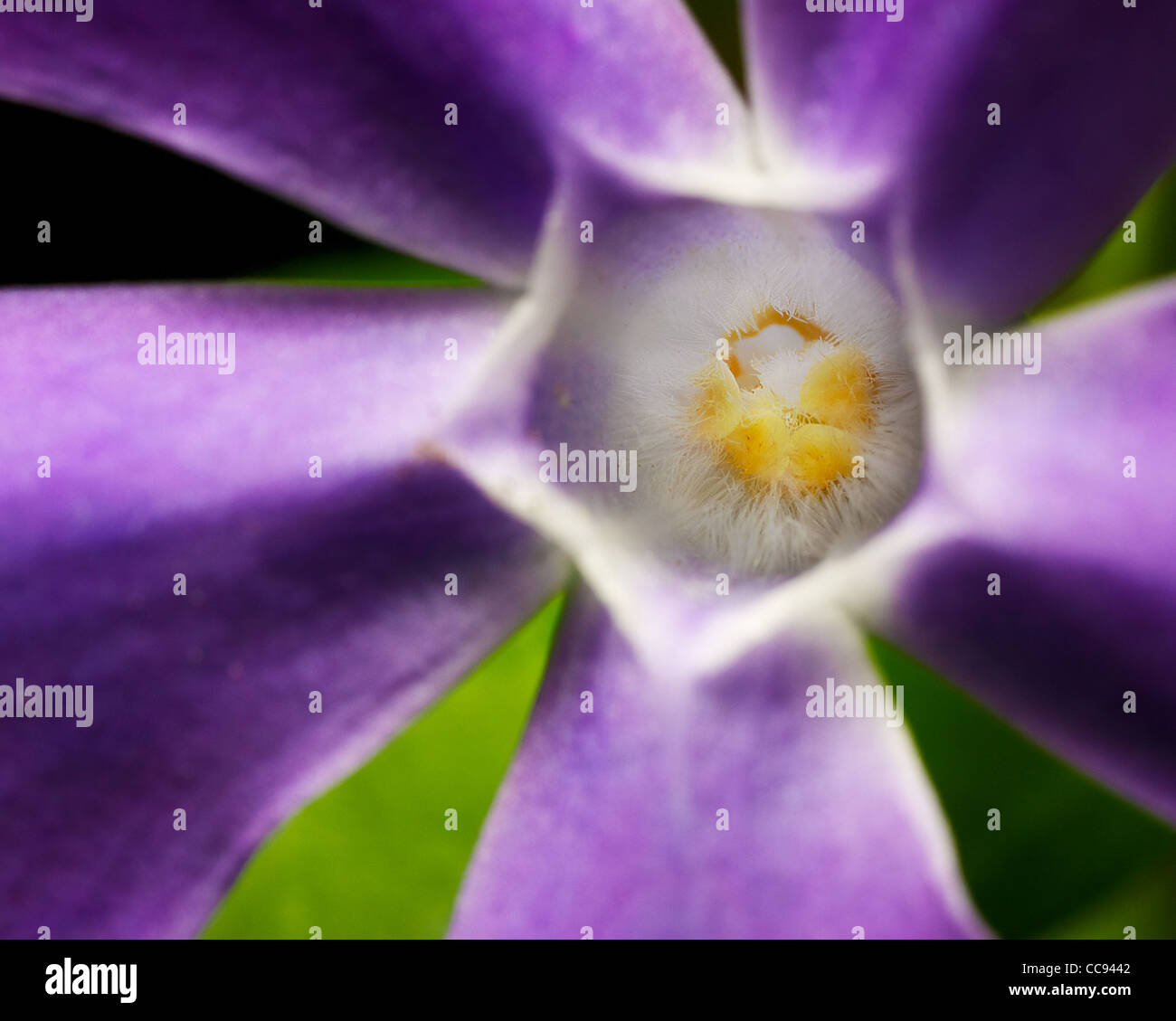 lila Blume, in der Nähe Stockfoto