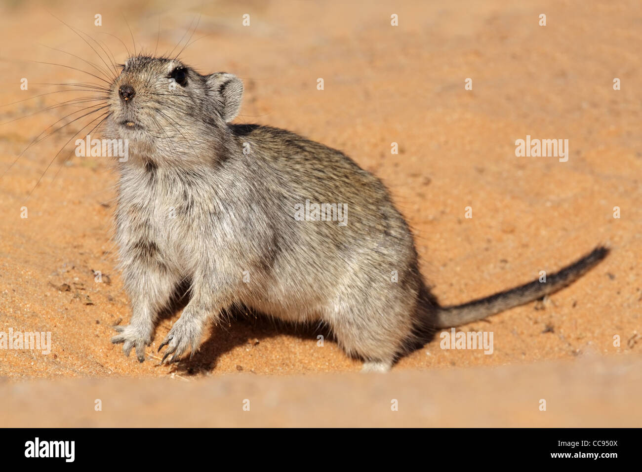 Warnung Pfeifen Ratte (Parotomys Brantsii), Kgalagadi Transfrontier Park, Südafrika Stockfoto