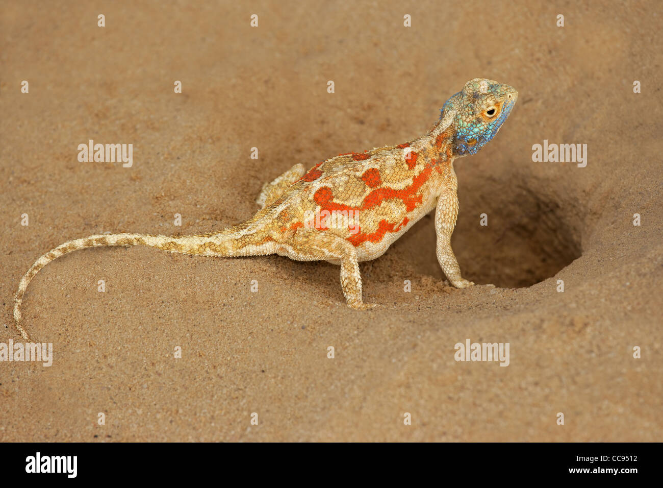 Weibliche Boden Agama (Agama Aculeata) an ihrem Nest Burrow, Kgalagadi Transfrontier Park, Südafrika Stockfoto