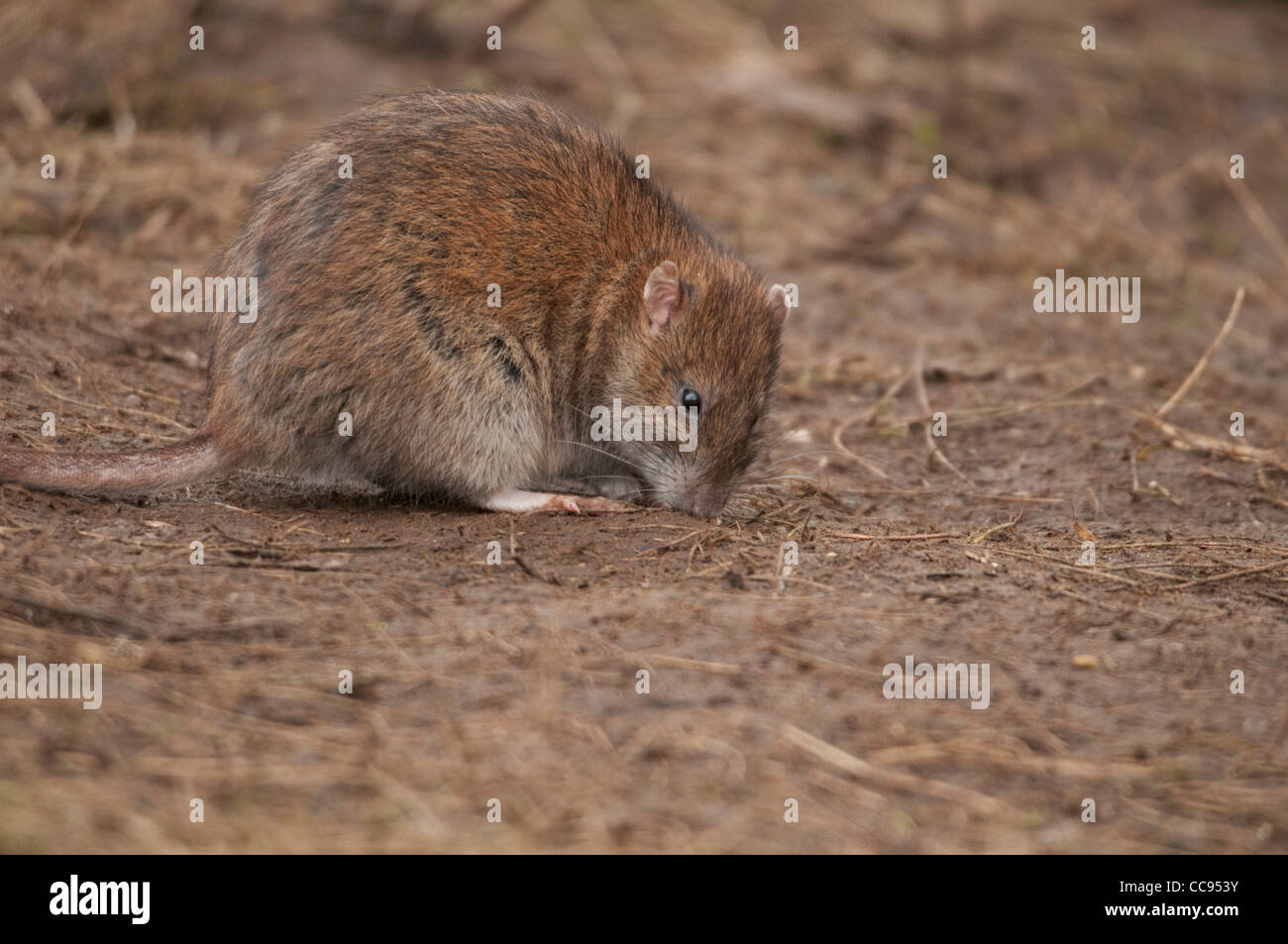 Braune Ratte (Rattus Norvegicus) Stockfoto