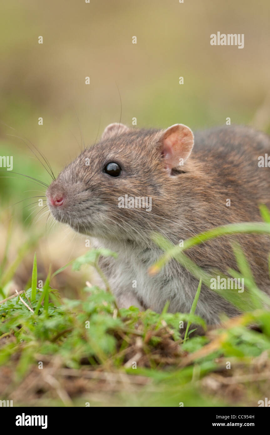 Braune Ratte (Rattus Norvegicus) Porträt Stockfoto