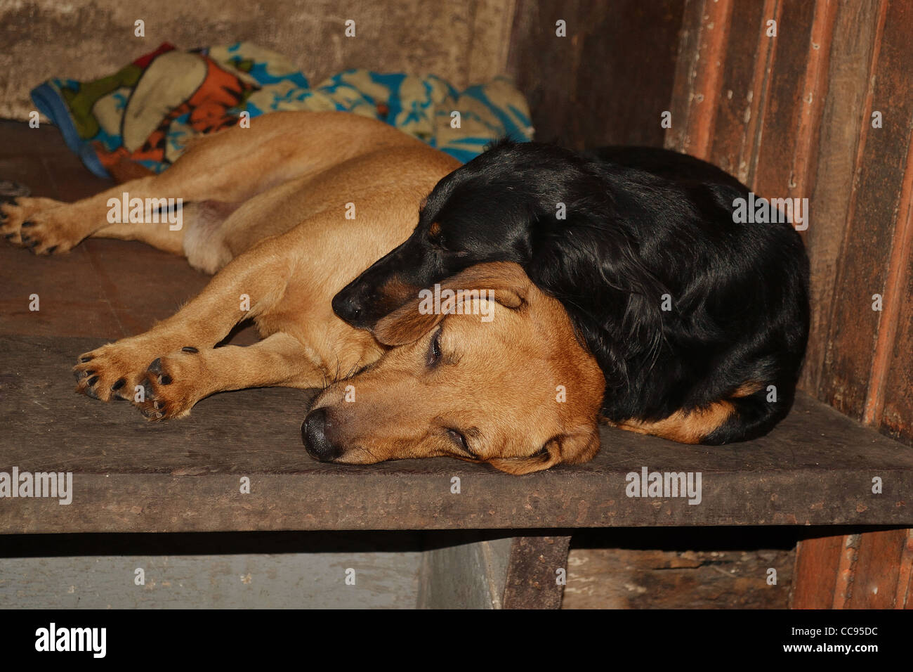 Schwarzer Hund auf seinem braunen Freund schlafen Stockfotografie Alamy