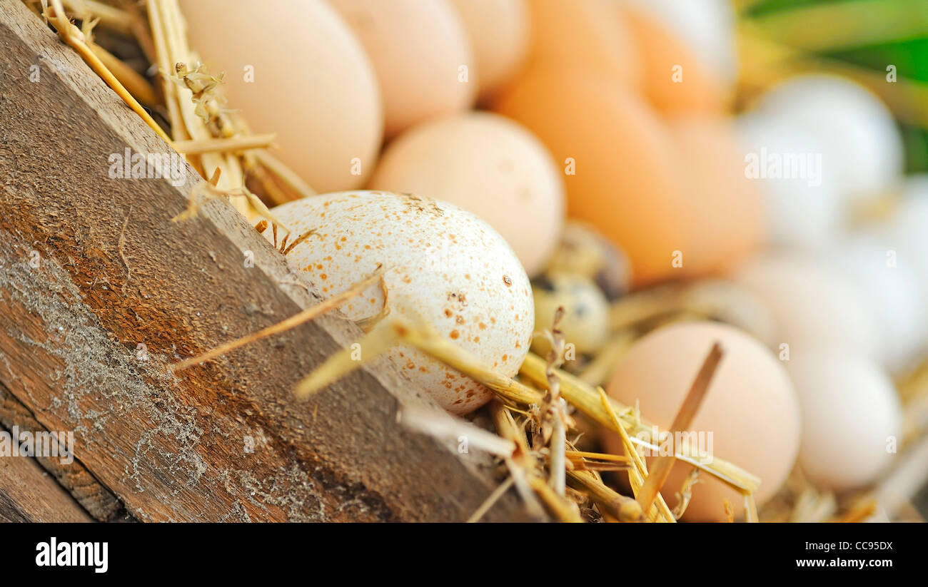Natürlichen Eiern im Nest hautnah Stockfoto