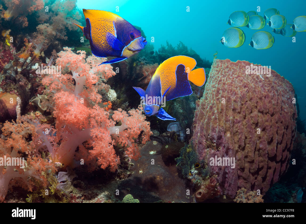 Blau geringelt Kaiserfisch (Pomacanthus Navarchus) schwimmen über Korallenriff mit weichen Korallen Komodo NP Indonesien. Stockfoto