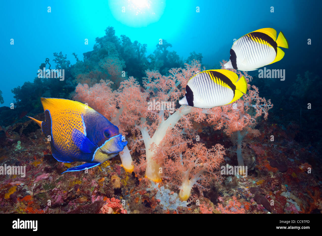 Blau geringelt Kaiserfisch gefütterte Butterflyfish Weichkorallen Stockfoto