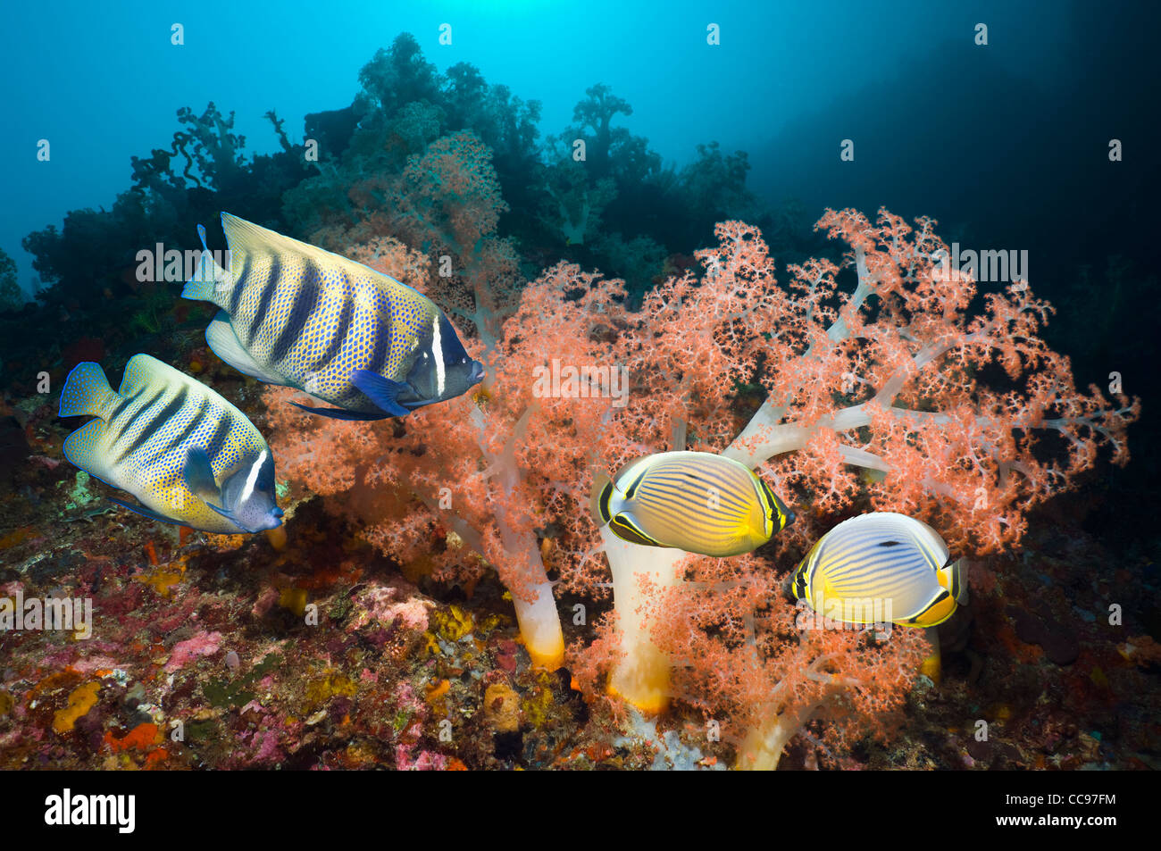 Sechs-banded Kaiserfisch und Redfin Butterflyfish schwimmen vorbei an Weichkorallen am Riff Stockfoto