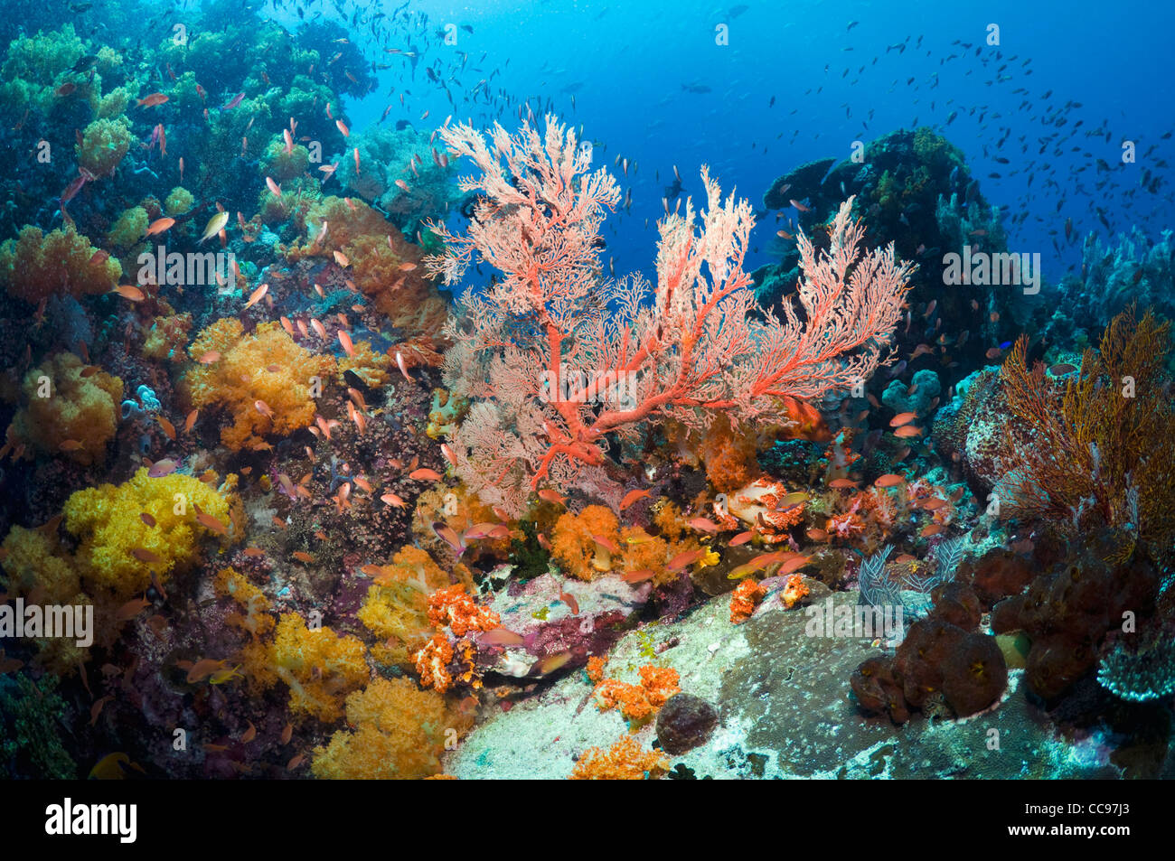 Korallenriff-Landschaft mit Gorgonien Weichkorallen Rinca Komodo Nationalpark Indonesien. Stockfoto