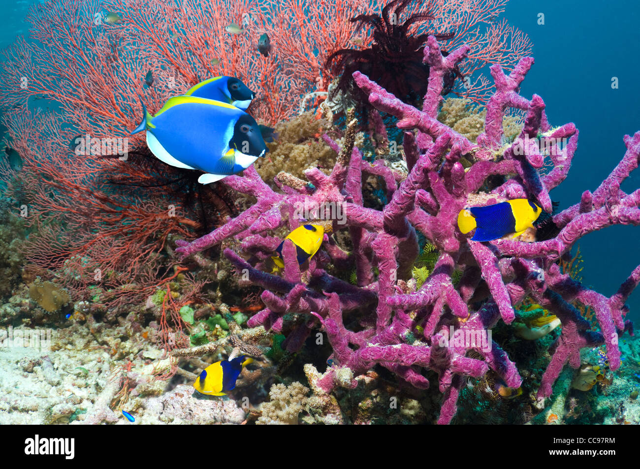 Powderblue Doktorfisch und Bicolor Kaiserfisch am Korallenriff Stockfoto