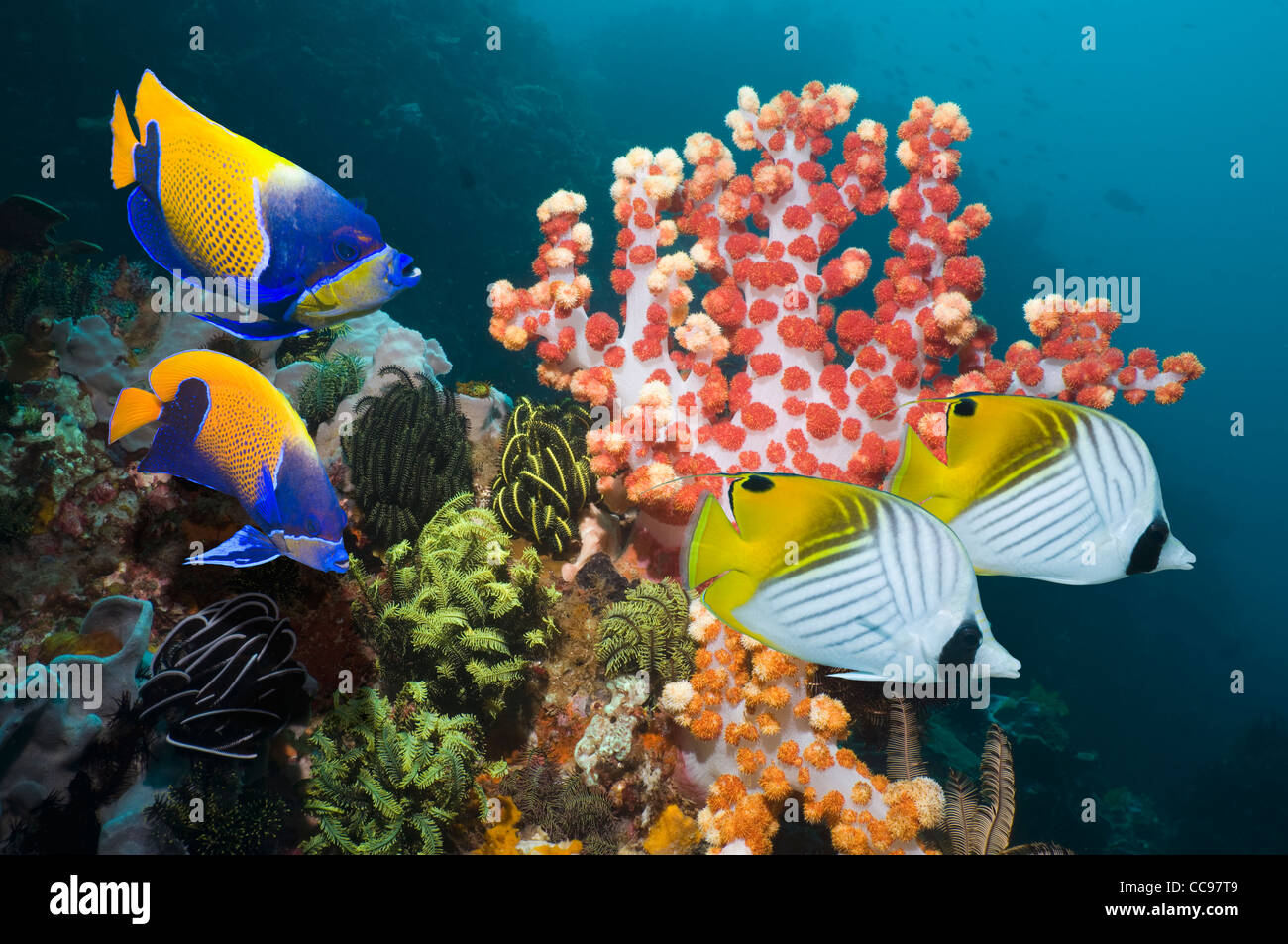 Korallenriff-Landschaft mit blau geringelt Kaiserfisch und Threadfin Butterflyfish Nationalpark Komodo Indonesien Stockfoto