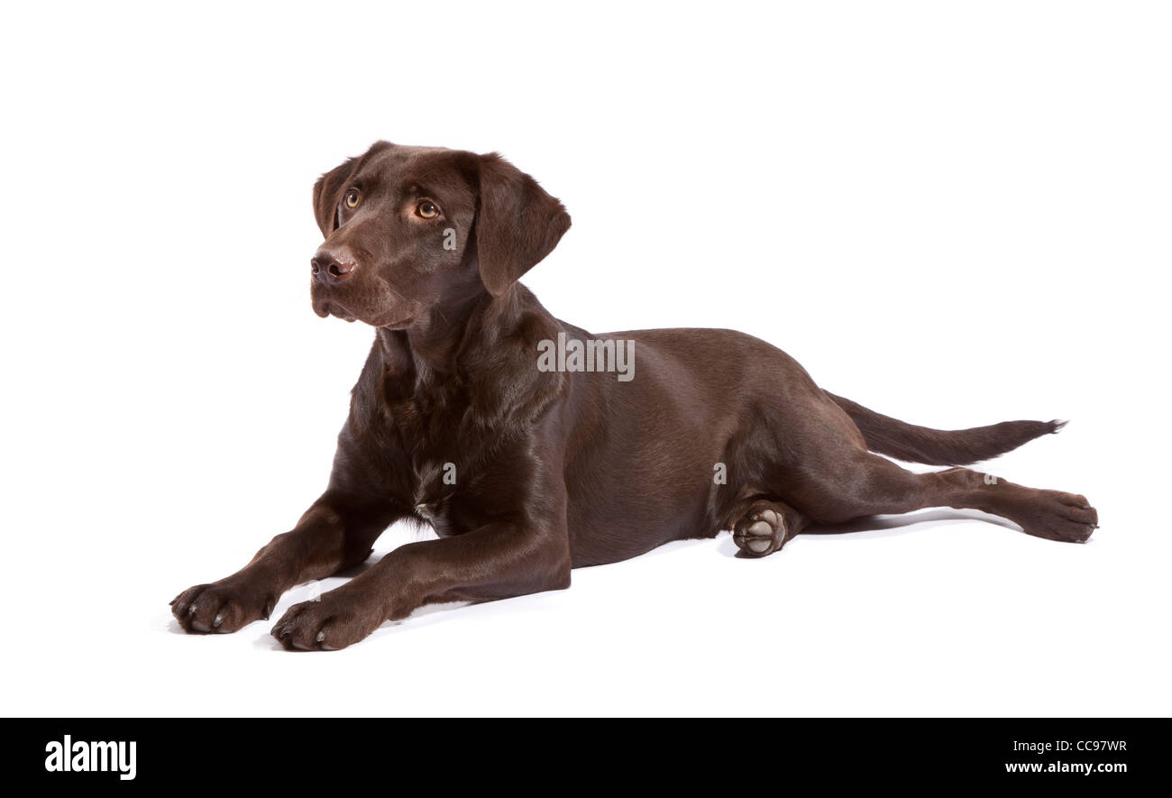 Chocolate Labrador-Pointer überqueren Sie 7 Monate alt Stockfoto