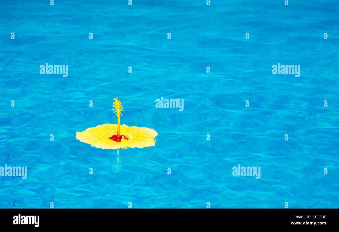 Bunte Blumen, Schwimmen im Pool Stockfoto