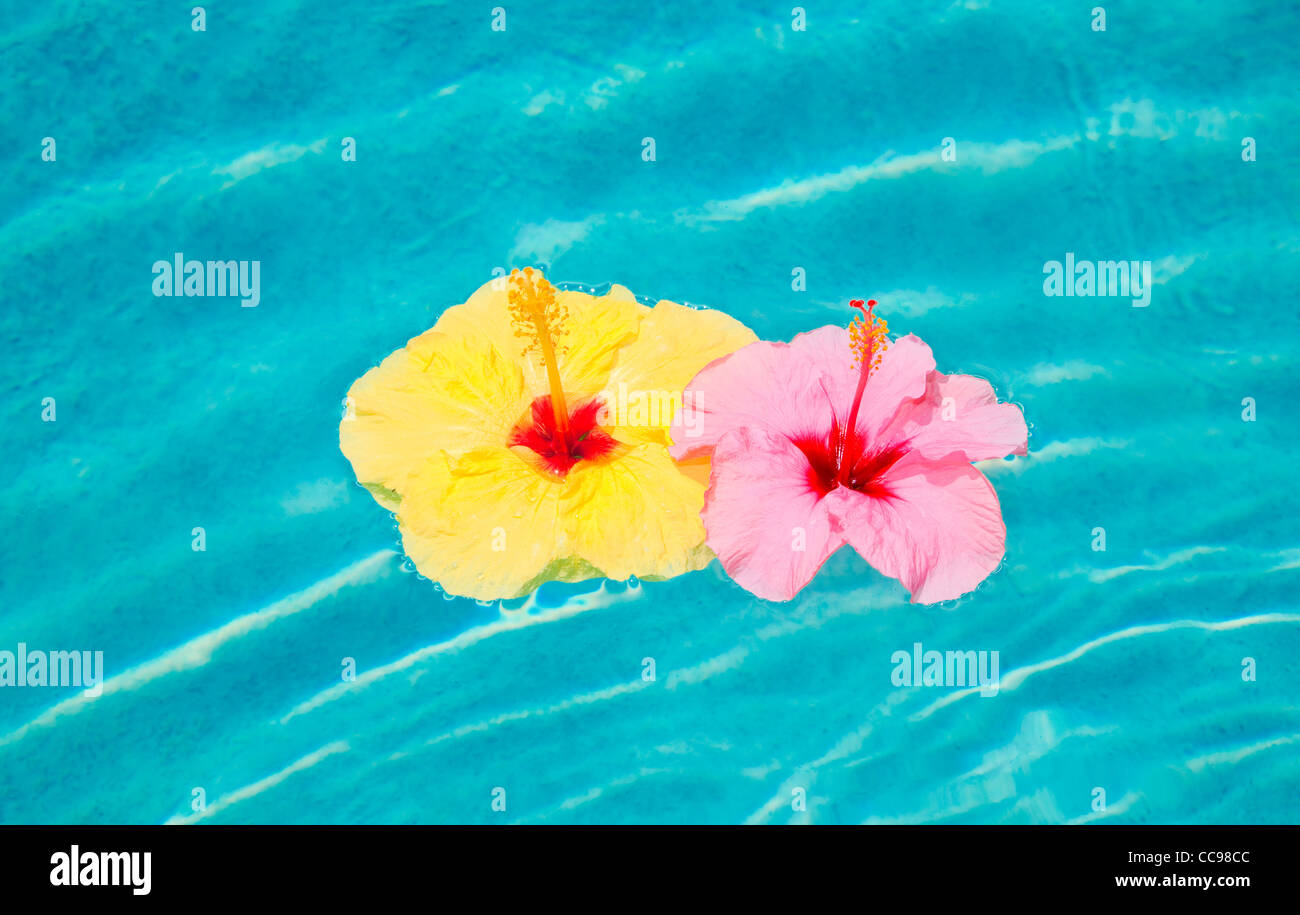 Bunte Blumen, Schwimmen im Pool Stockfoto