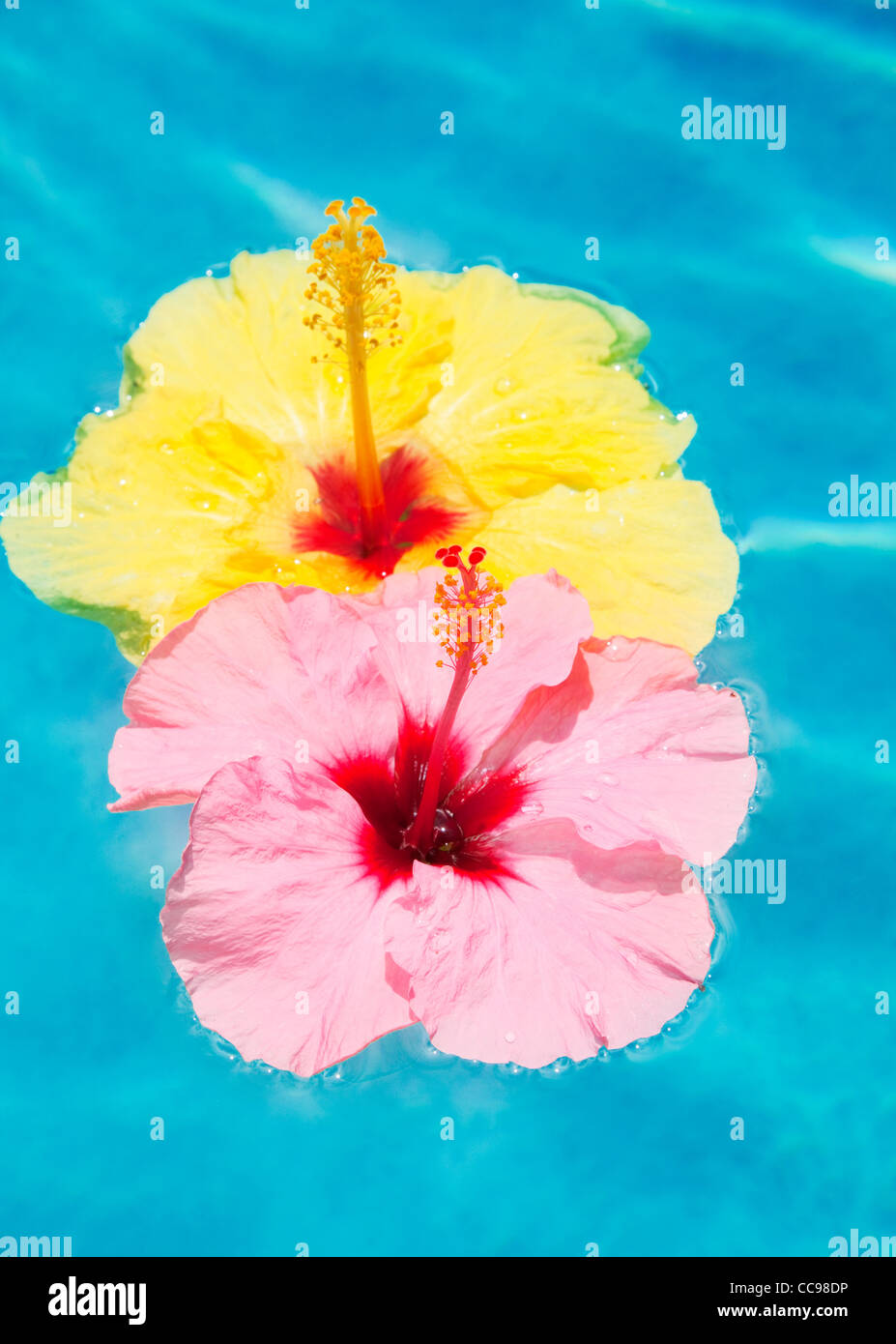 Bunte Blumen, Schwimmen im Pool Stockfoto