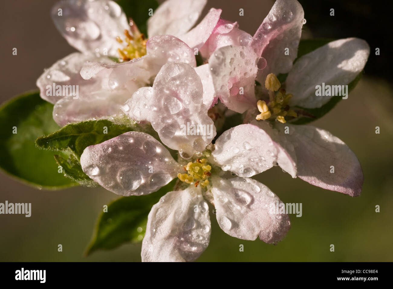 Sonne nach dem Regen auf Apfelblüte im april Stockfoto
