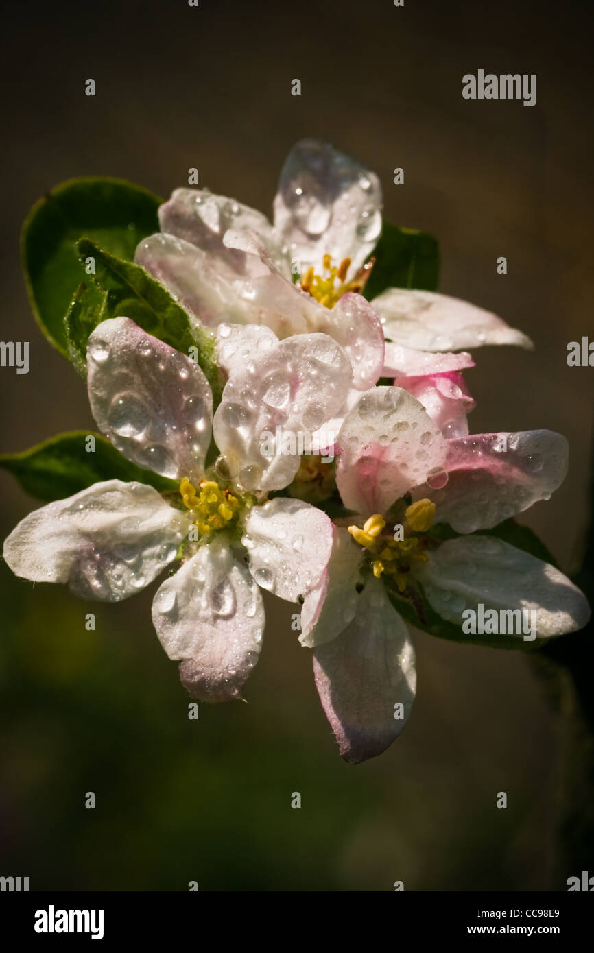 Weiß-rosa Appleblossom nach dem Regen in aprilsun Stockfoto