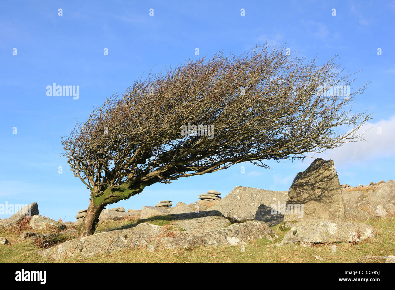 Ein Baum vom Wind auf Bodmin Moor bei Cheesewring Steinen, Stowes Hill in der Nähe von Schergen Stockfoto