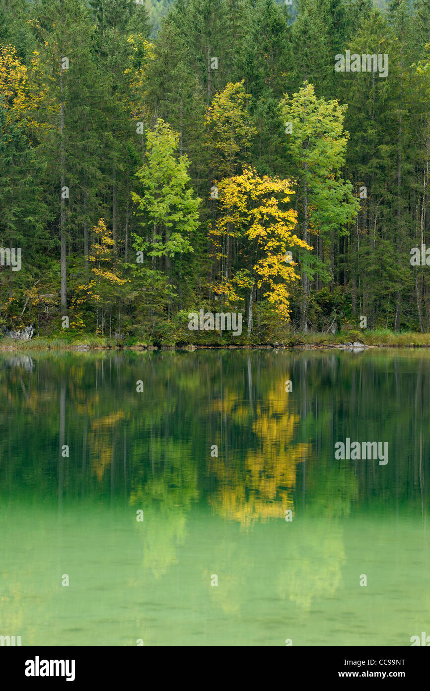 See-Hintersee im Herbst, Nationalpark Berchtesgaden, Bayern, Deutschland Stockfoto