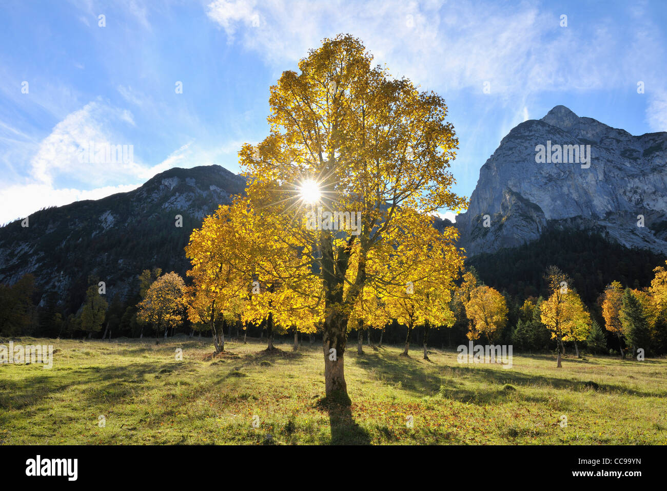 Ahornbaum im Herbst, Grosser Ahornboden, Karwendel, Eng, Tirol, Österreich Stockfoto