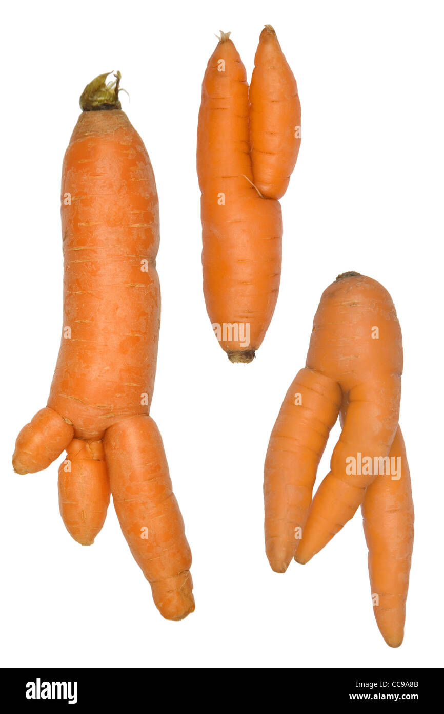 Ungewöhnliches Wachstum der Karotten isoliert auf weiss Stockfoto