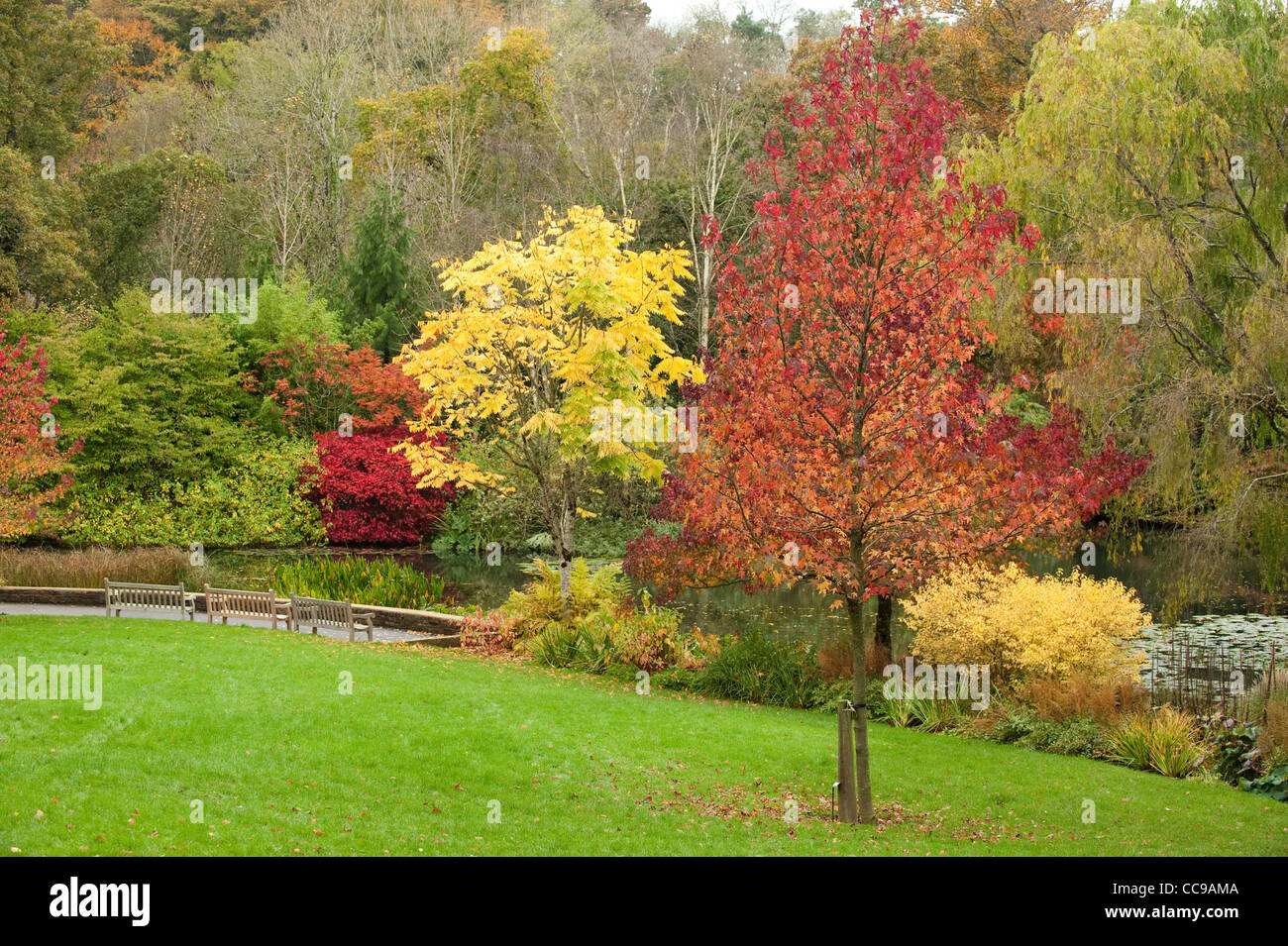 Liquidambar Styraciflua 'Worplesdon', amerikanisches Sweetgum und Toona Sinensis, chinesische Mahagoni oder Zeder, RHS Rosemoor Stockfoto