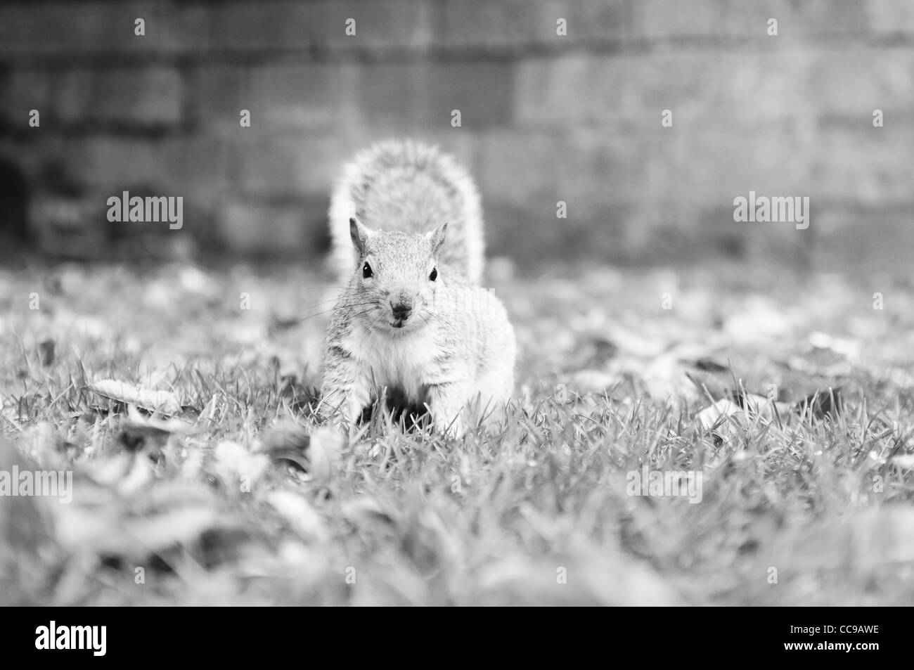 Eine geringe Tiefe Feld Monotone Fotografie eines Eichhörnchens suchen etwas hinter der Kamera Stockfoto
