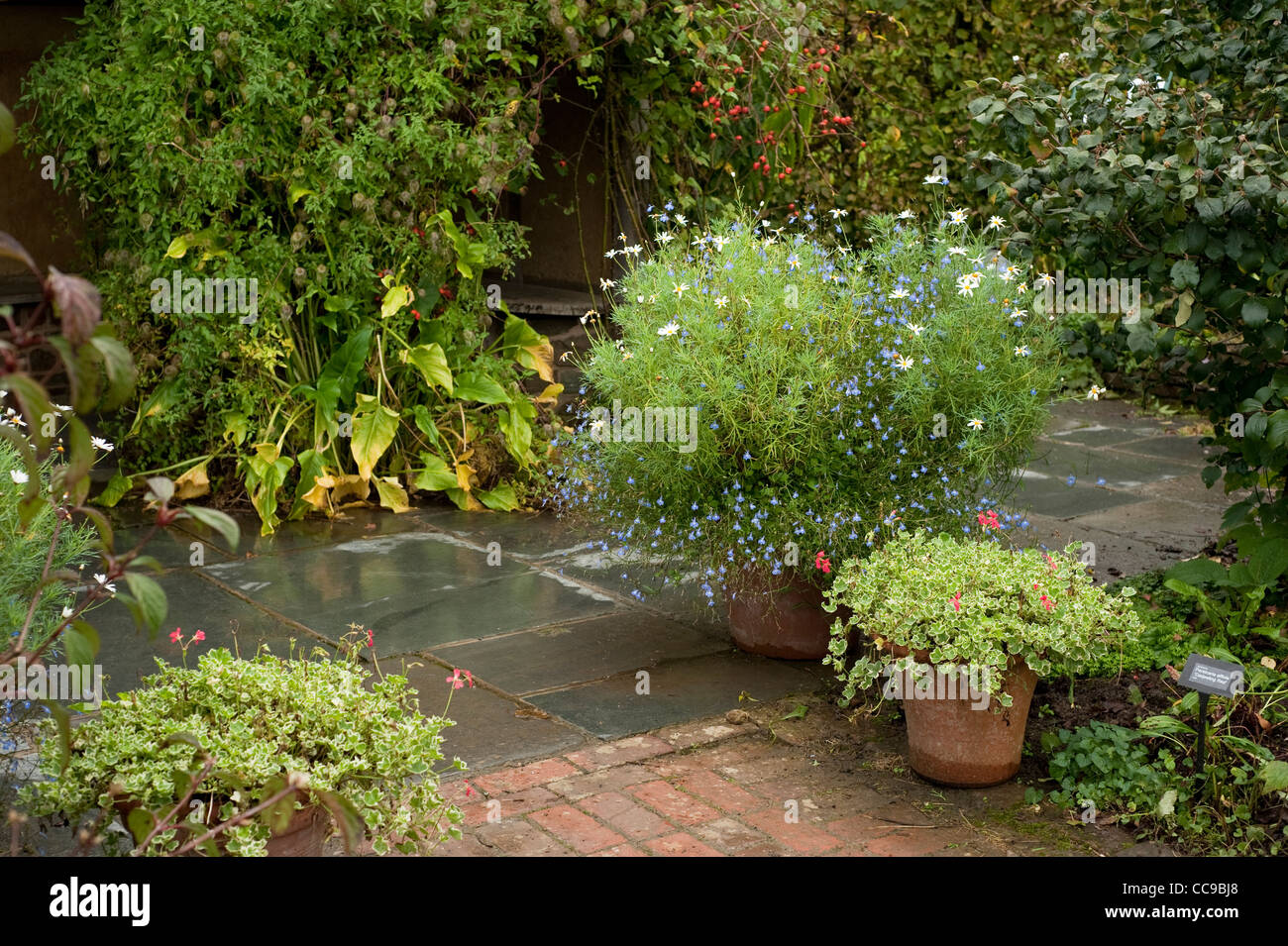 English cottage garden autumn -Fotos und -Bildmaterial in hoher ...