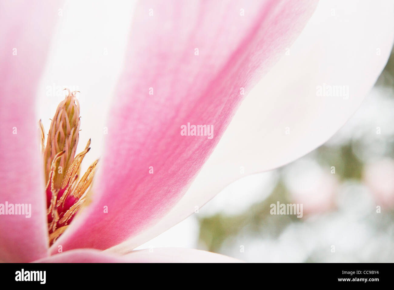 Nahaufnahme von Magnolia Blossom Stockfoto