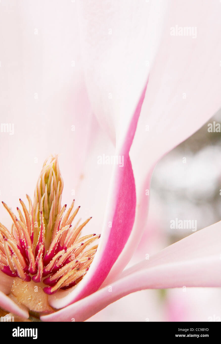 Nahaufnahme von Magnolia Blossom Stockfoto