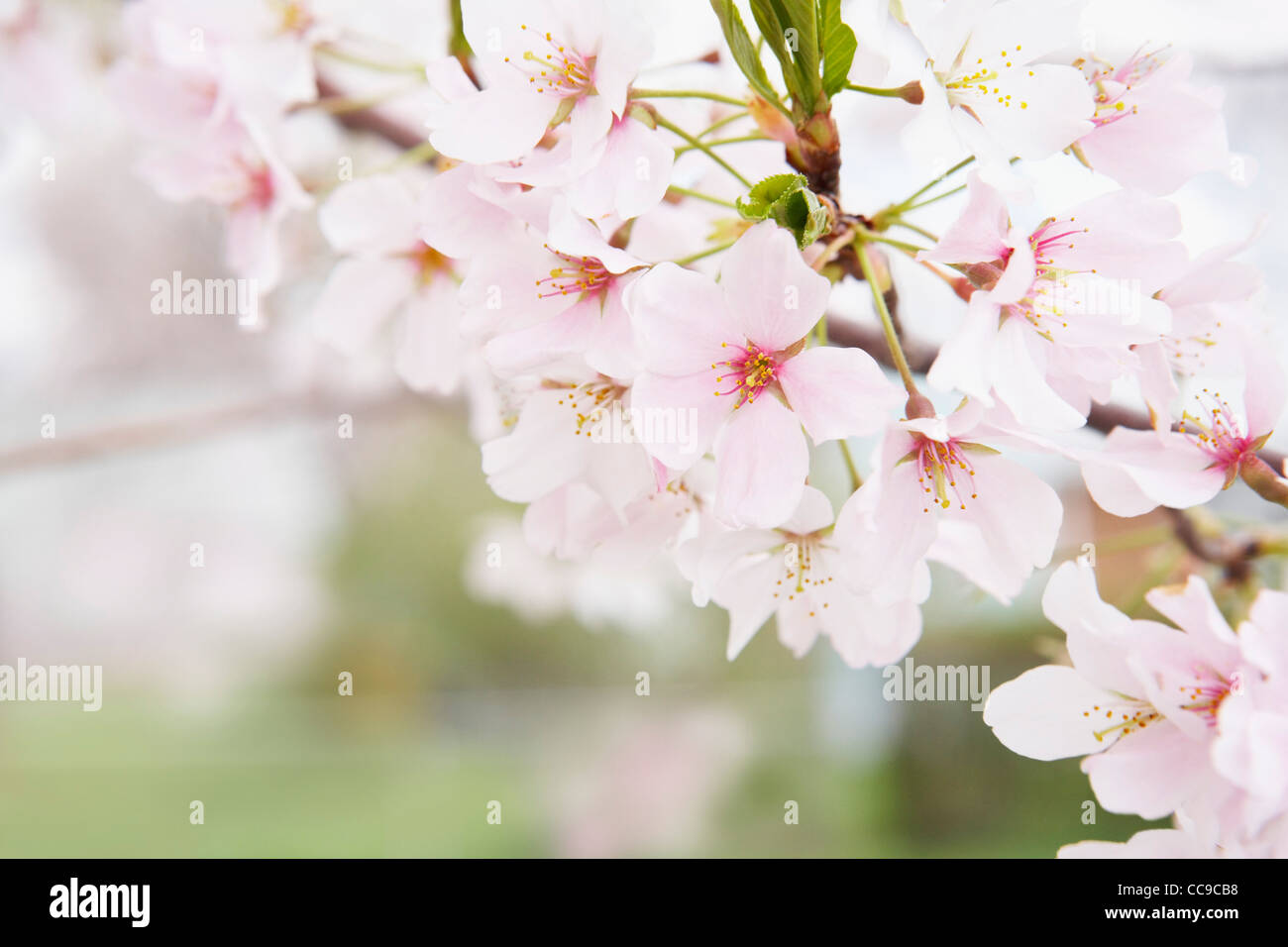 Nahaufnahme der Akebono Kirsche Baum blüht, Washington, D.C., USA Stockfoto