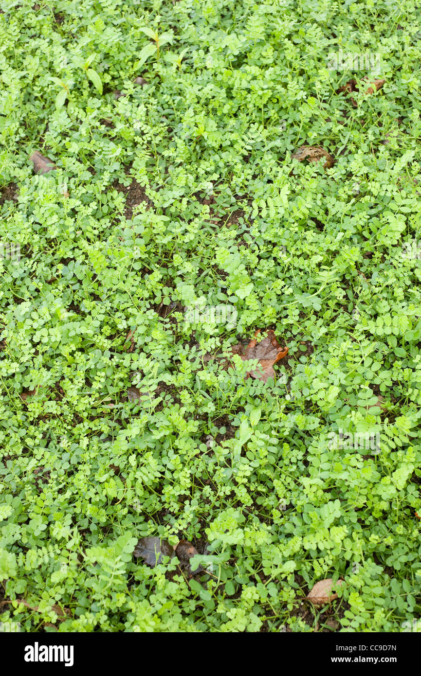Winter Unkraut, Vicia Sativa, wächst wie eine Gründüngung, RHS Rosemoor, Devon, England, Vereinigtes Königreich Stockfoto