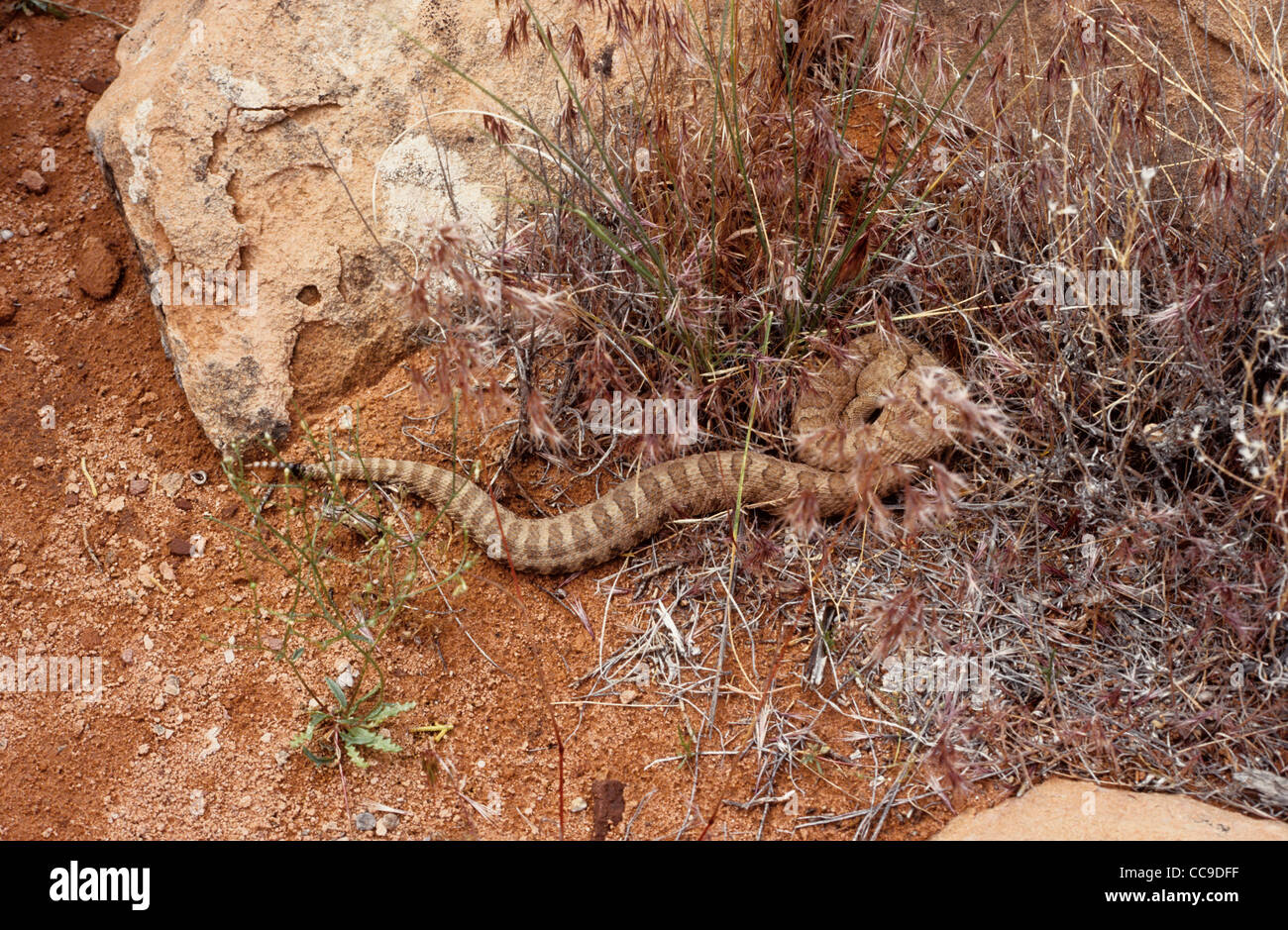 Midget Faded-Klapperschlange, Crotalus Oreganus Concolor.  USA Stockfoto