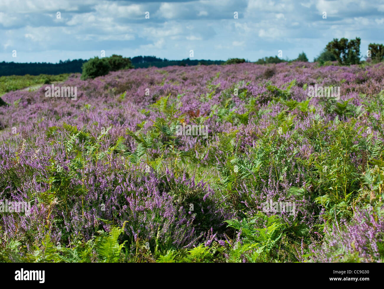 Lila Heidekraut blühen auf die offene Heidelandschaft des New Forest, Hampshire, UK Stockfoto