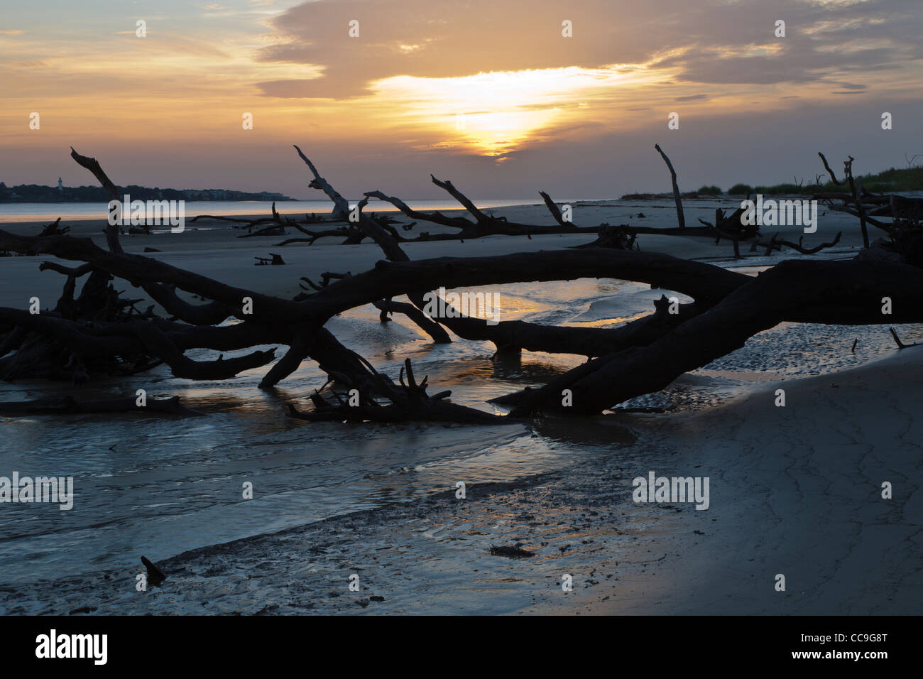 Sonnenaufgang im Driftwood Beach auf Jekyll Island, Georgia Stockfoto