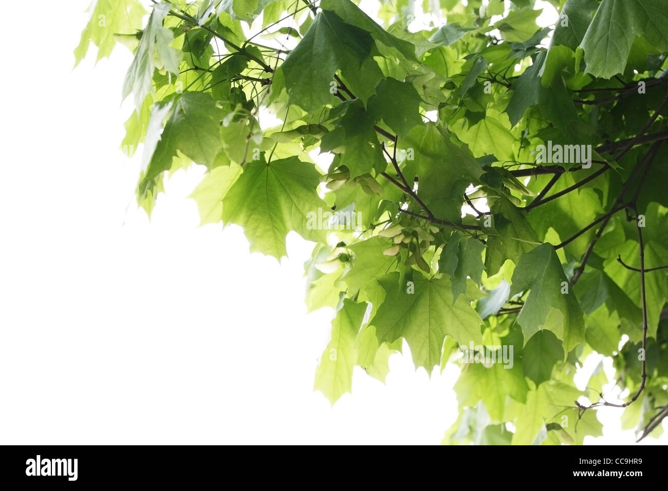 Grüne Ahornblätter auf weißem Grund. Stockfoto