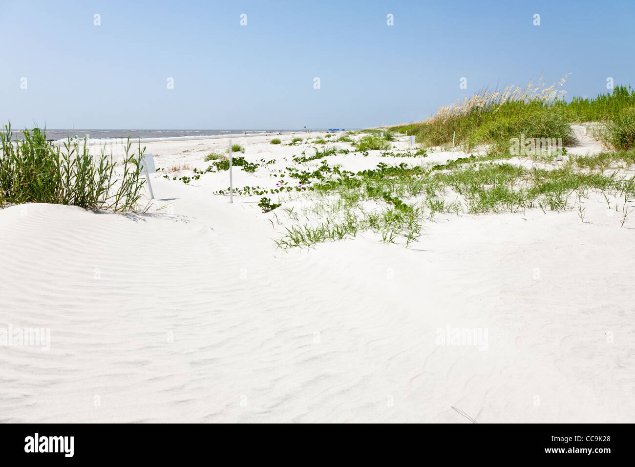 Pflanzen und Gräser auf den Sanddünen verhindert Strand Erosion am breiten  Sandstrand auf Jekyll Island, Georgia Stockfotografie - Alamy