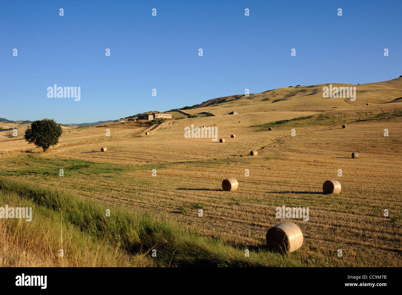 Italien, Basilicata, Land, Sauro-Tal, Weizenerntefelder im Sommer Stockfoto
