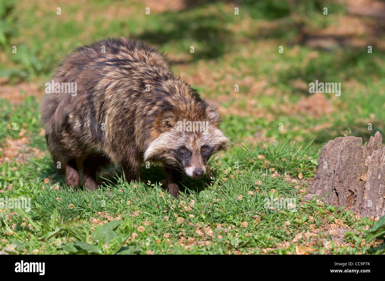 Marderhund (Nyctereutes Procyonoides) Stockfoto